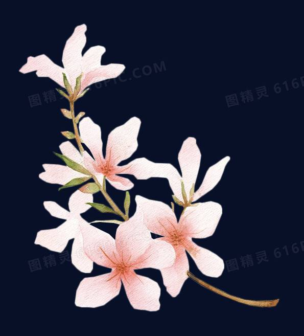 白色 粉红 花朵png素材