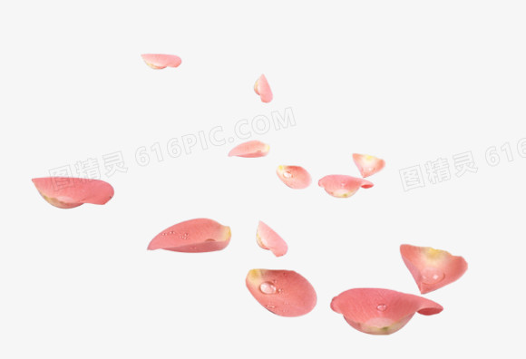 粉色花瓣有水滴的花瓣