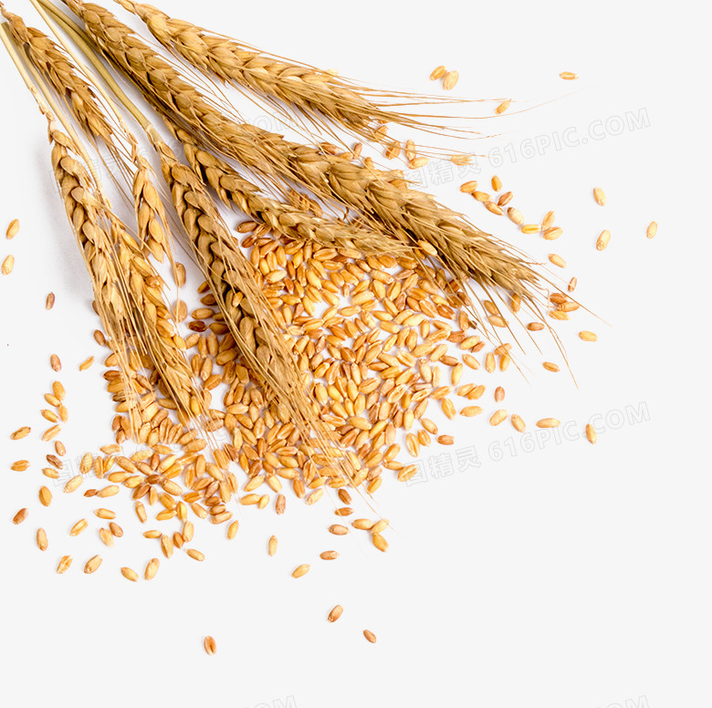 饱满的小麦