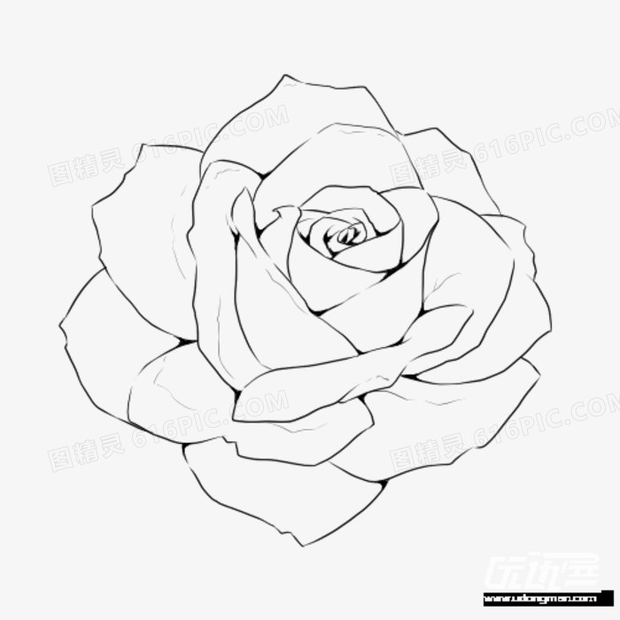 手绘的玫瑰花线稿