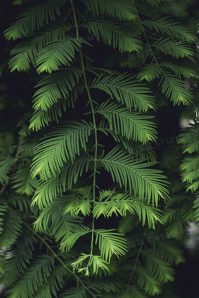 绿色植物神秘海报