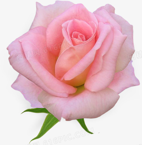 粉色鲜花玫瑰