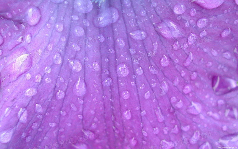 紫色花叶上的透明水珠