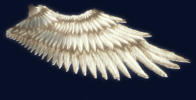 酷炫白色 单翅膀 PNG透明 背景素材