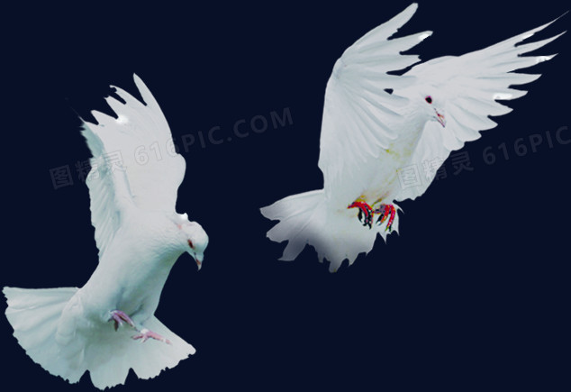 飞翔白色和平鸽创意
