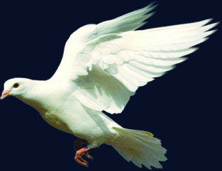 白色动态飞舞白鸽
