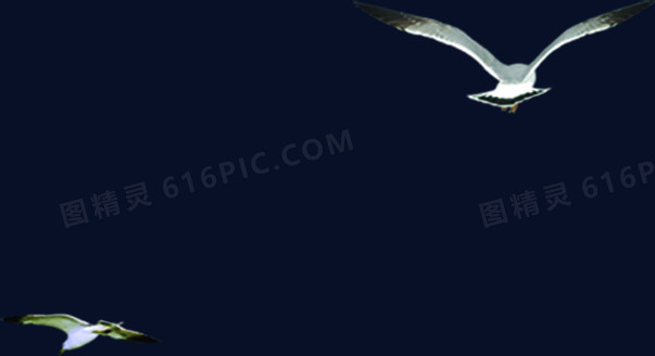 白色海鸥展翅飞翔