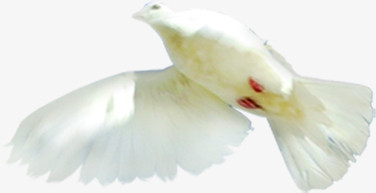 白鸽飞翔图片素材