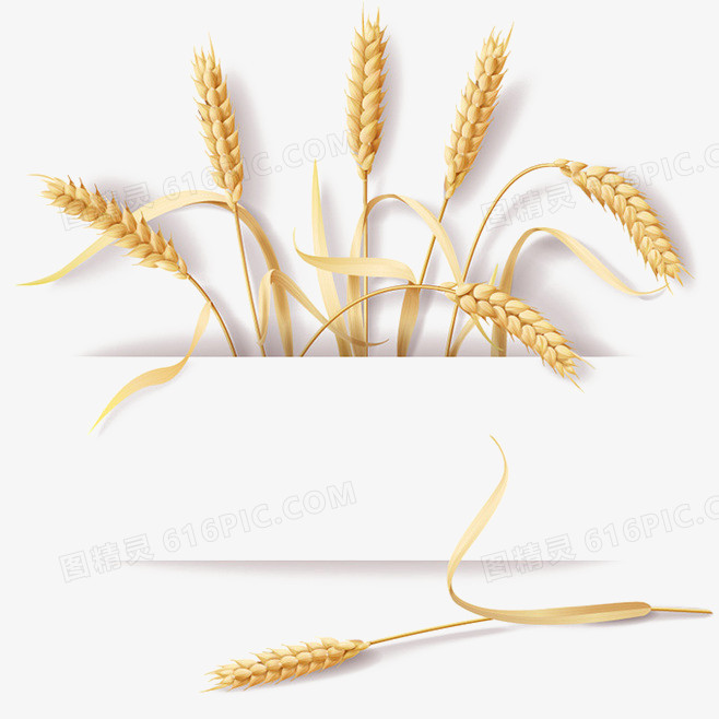 小麦稻草设计素材