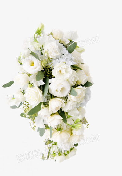 白色鲜花玫瑰花
