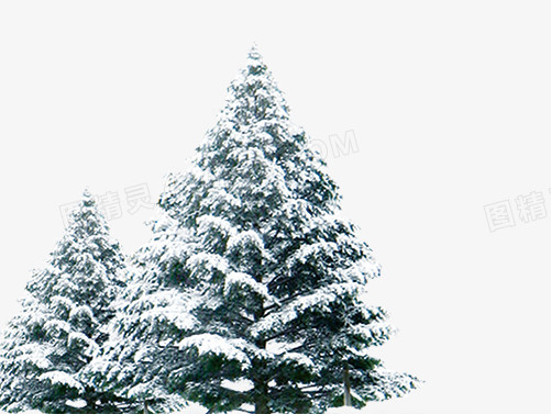 带雪的松树