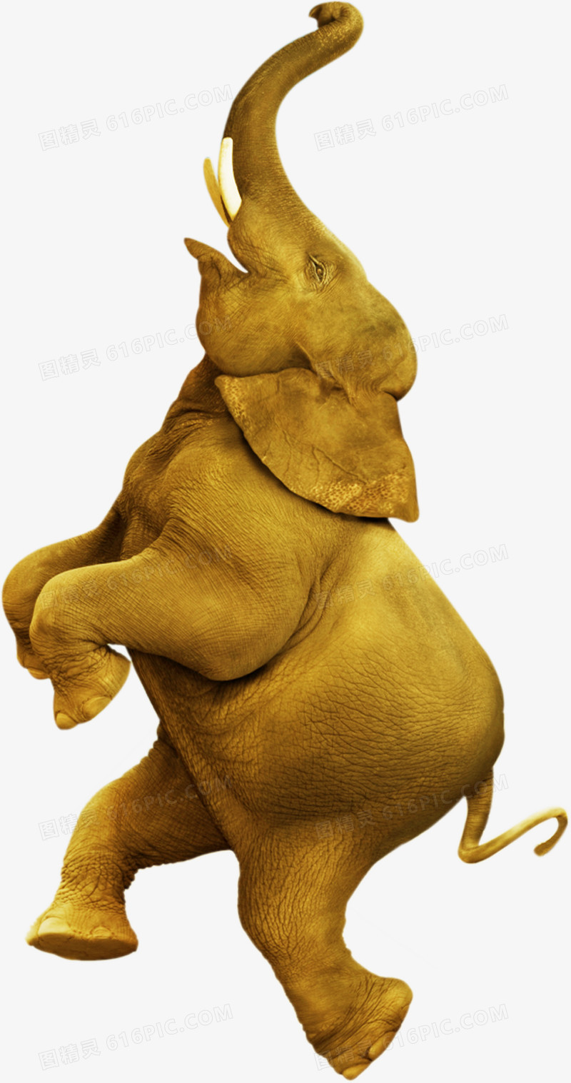 高清摄影黄色的大象创意海报