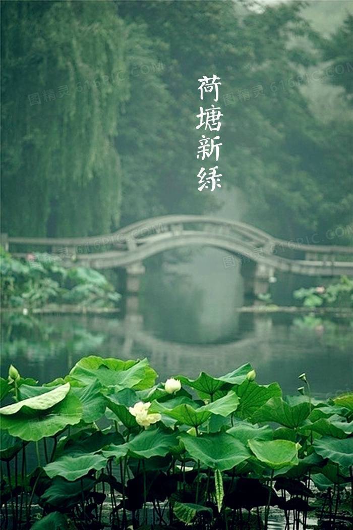 析绿色荷塘中国风景