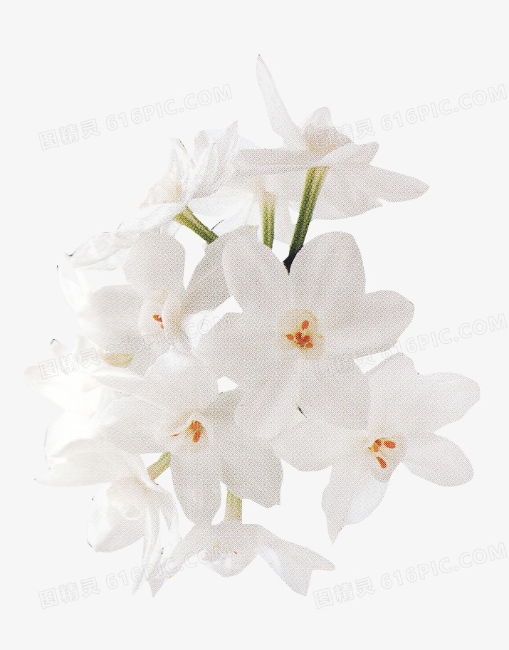 鲜花矢量素材花束 白色小花