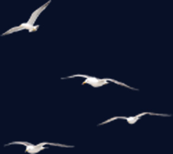向左飞翔的白色海鸥