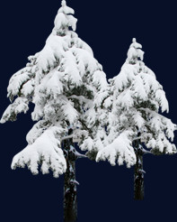 冬季冰雪大树景观