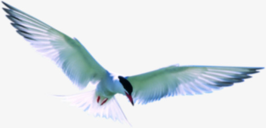 高清摄影效果在海边飞翔的海鸥