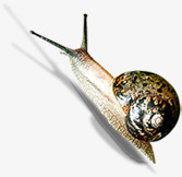 春天慢慢爬行动物蜗牛