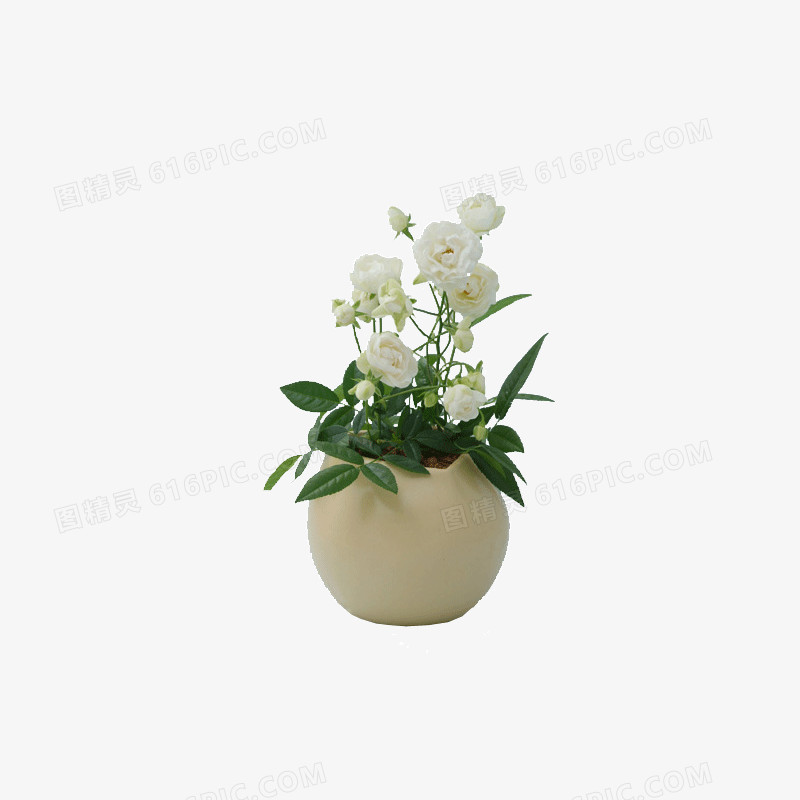 小清新装饰花瓶白色花
