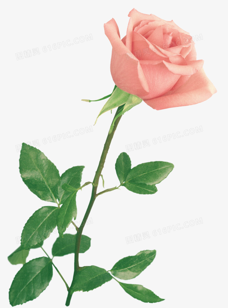 手绘花朵图片鲜花素材 粉色玫瑰花