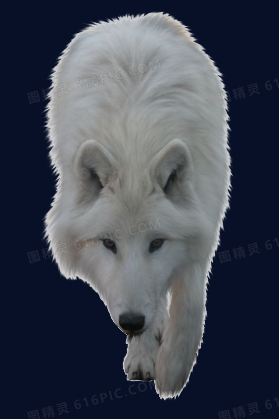 白色的狼