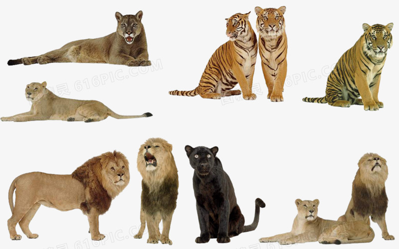 卡通动物素描 狮子 豹子 老虎