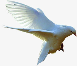 展翅飞翔白鸽图片