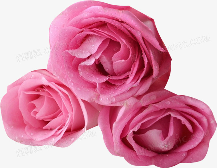 粉色露珠鲜花花朵