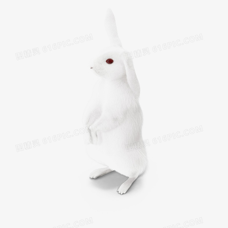 白兔子耷拉耳朵