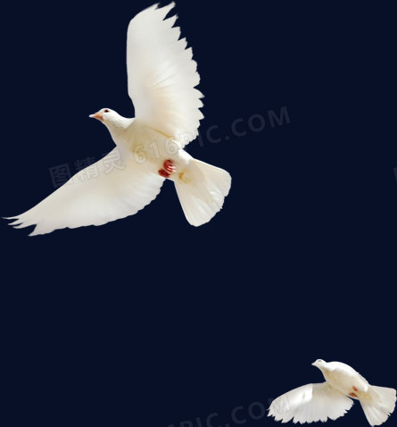 白色精美飞翔白鸽