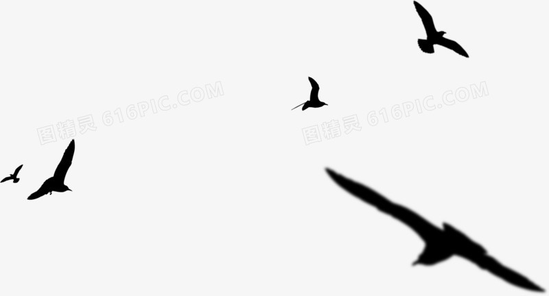 黑色飞翔海鸥剪影