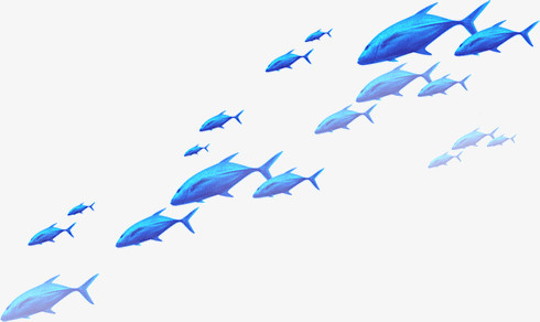 鱼 大白鲨鱼 热带鱼 蓝色