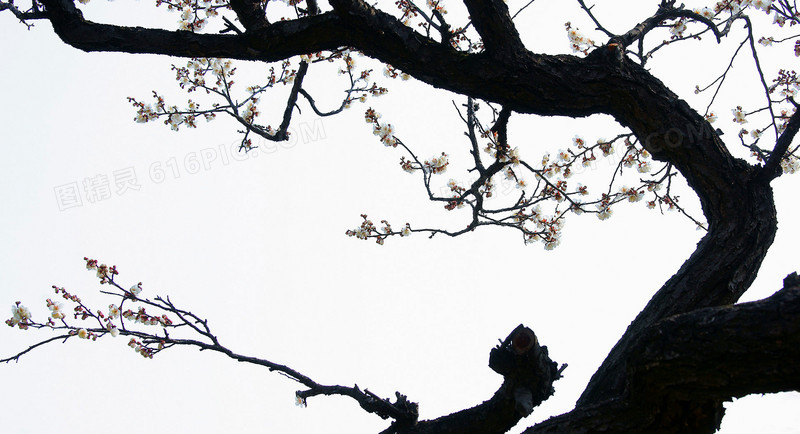 梅花样式宣传海报