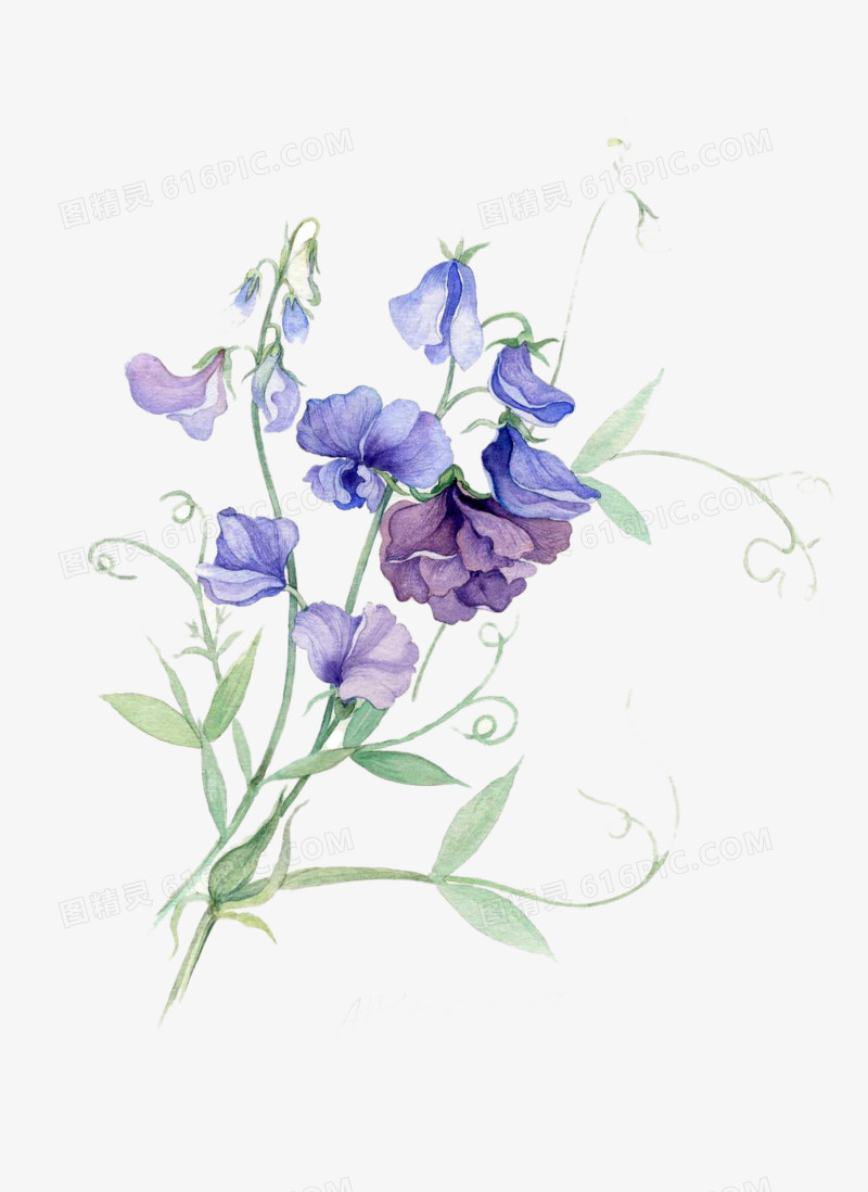 紫色豌豆花图片素材