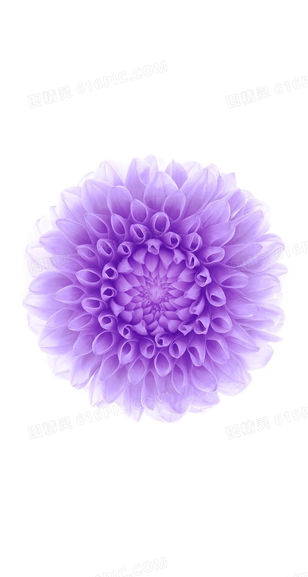紫色花朵白色背景