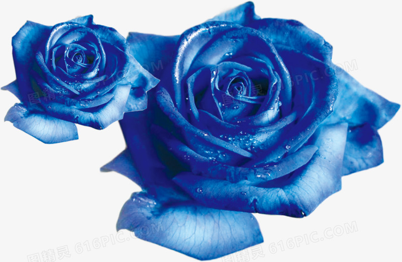 蓝玫瑰，淘宝素材，情人节元素，