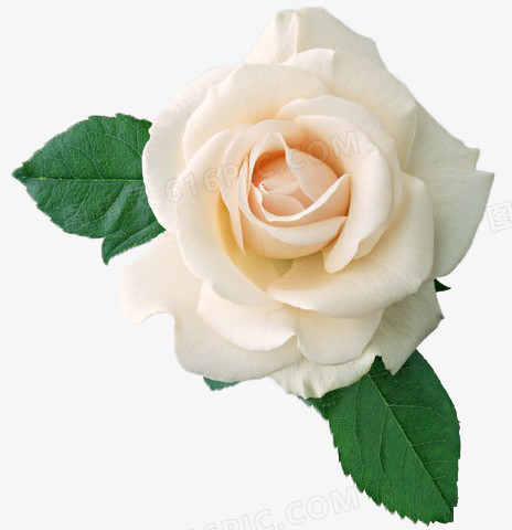 鲜花元素唯美花卉图片 白色玫瑰花