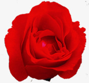鲜艳绽放红色玫瑰