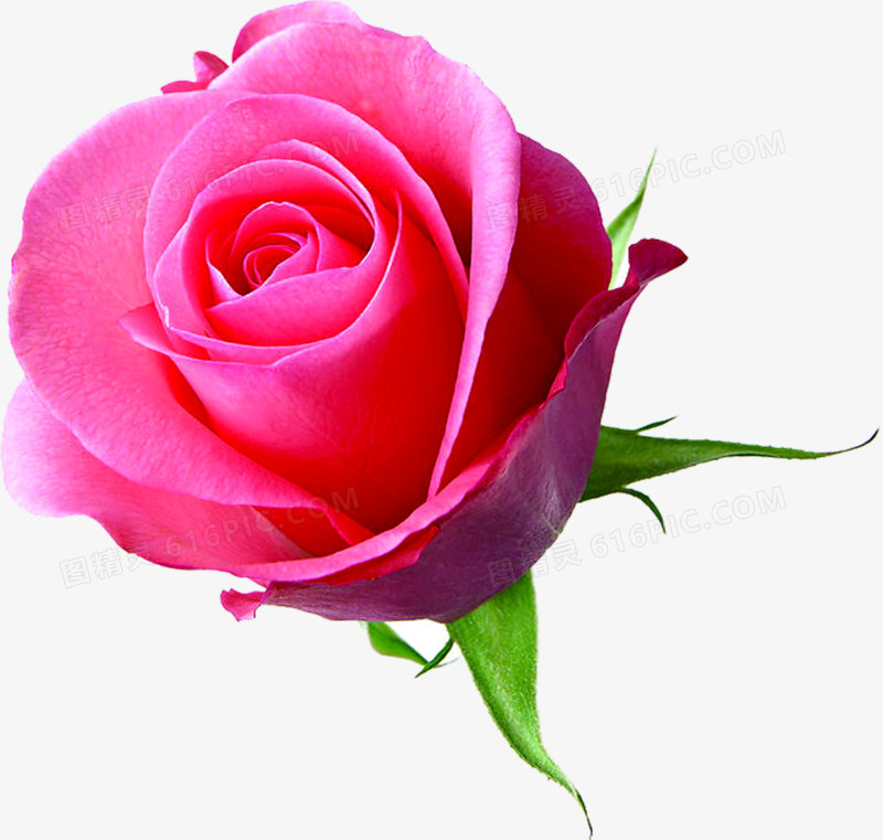 花径粉色绽放玫瑰