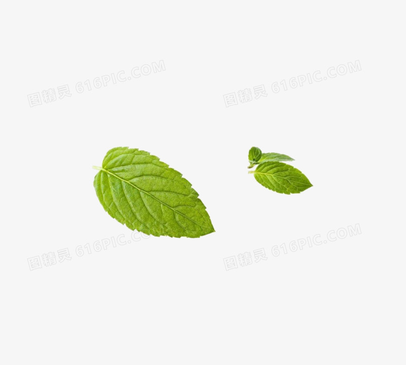 薄荷叶