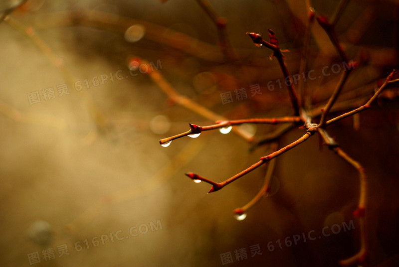 树枝雨后大树水珠
