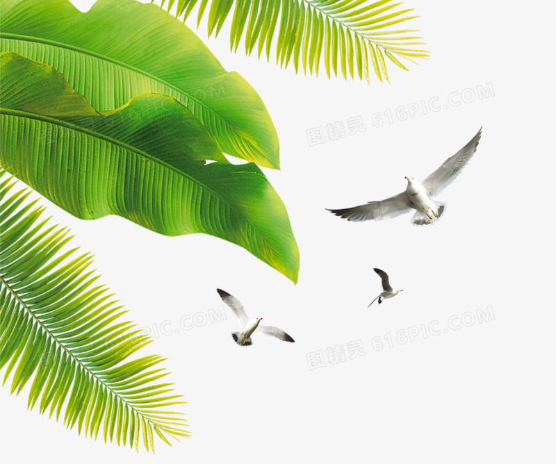 海鸥飞鸟椰树免抠PNG图片