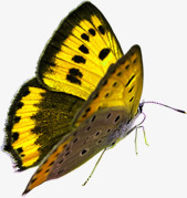 春季黄色飞翔的蝴蝶