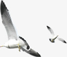 夏季飞翔海鸥海报素材设计