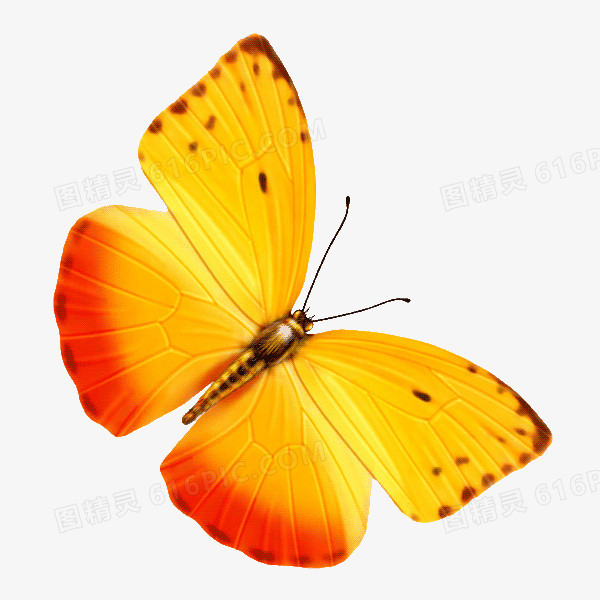 蝴蝶免抠PNG透明图片
