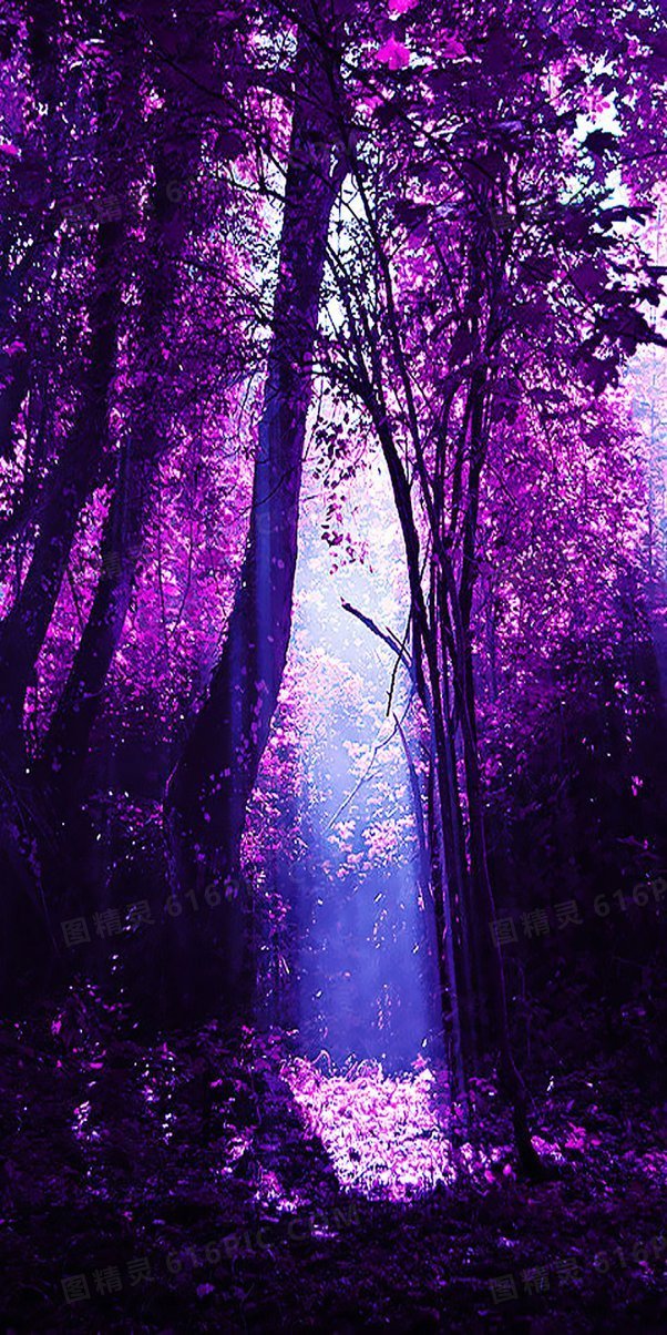 唯美紫色森林树木