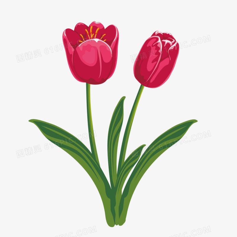 手绘红色郁金香花卉插画装饰元素