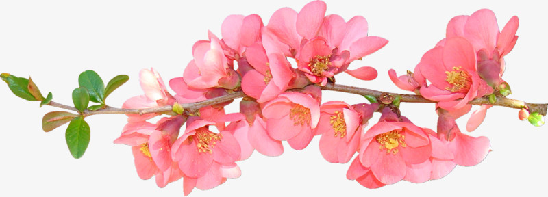 线条背景素材线条花纹素材  精美粉色桃花枝