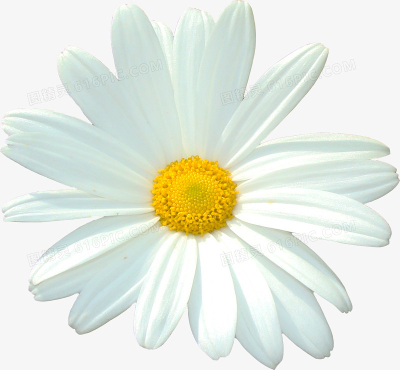 植物花卉素材卡通鲜花 白色精美小花