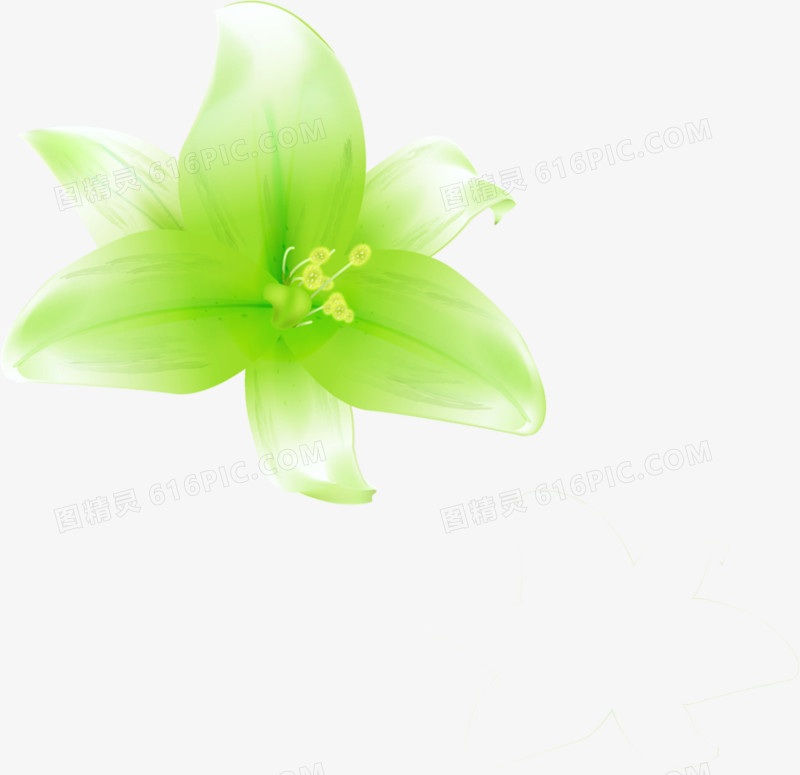 清晰绿色百合花卉名片图片